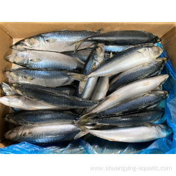 Seafrozen Whole Size 300-400g Pacific Mackerel In Stock